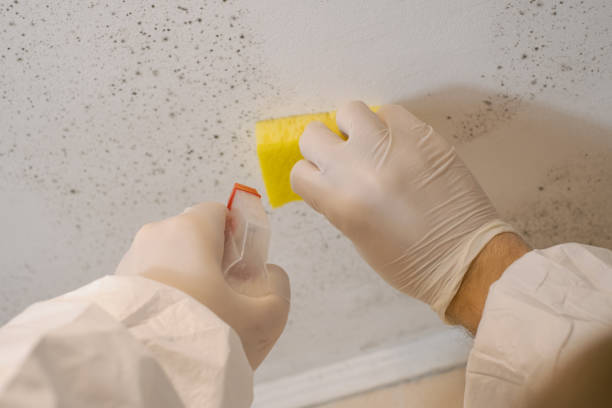 Best Mold Damage Restoration  in Blakely, GA