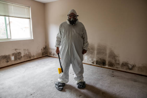 Professional Mold Removal in Blakely, GA