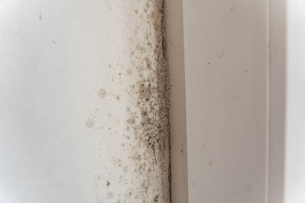 Best Industrial Mold Remediation  in Blakely, GA